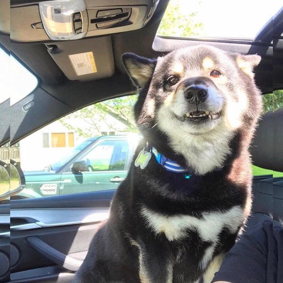 Meet your Posher, Susanna - Picture 7 of 8